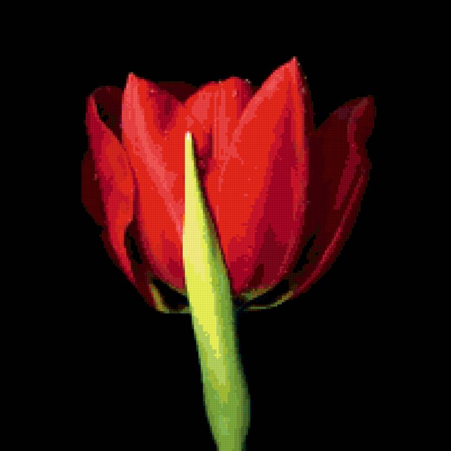 контраст2 - контраст, цветок, черное, тюльпан - предпросмотр