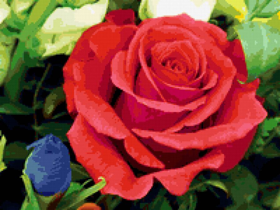 роза - роза, розы, цветы, цветок - предпросмотр