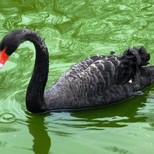 Схема вышивки «№339420»