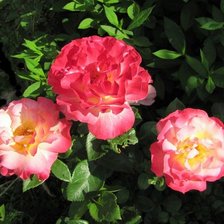 Схема вышивки «розы»