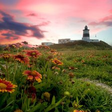 Схема вышивки «Эхинацеи»