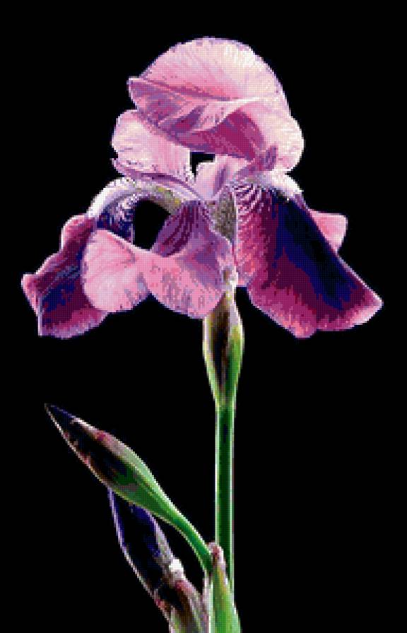 ИРИС - ирис - предпросмотр