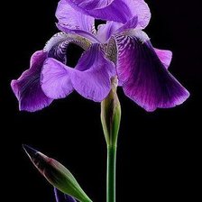 Схема вышивки «ИРИС»