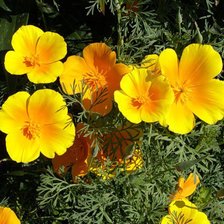 Схема вышивки «Эшшольция»