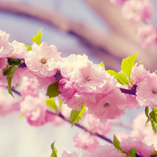 Схема вышивки «Ветка сакуры»