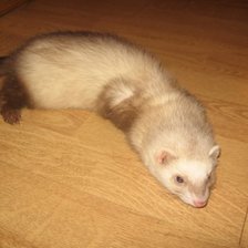 Схема вышивки «Хорёк Лилу»