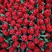 Схема вышивки «тюльпаны»