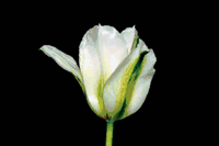 тюльпан - тюльпан, на черном, тюльпаны, цветы - предпросмотр