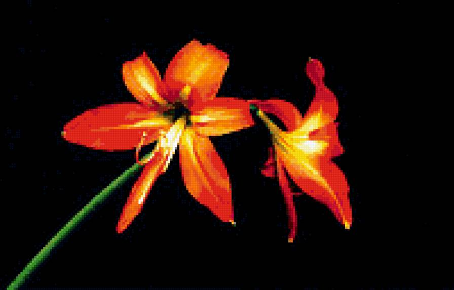 №339501 - на черном, цветы - предпросмотр