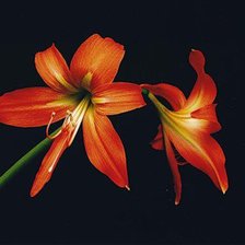 Схема вышивки «№339501»