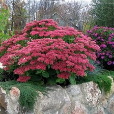 Схема вышивки «цветы»