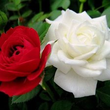 Схема вышивки «№339557»