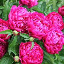 Схема вышивки «№339560»