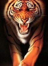 Схема вышивки «тигр2»