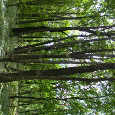 Схема вышивки «лес»