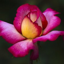 Схема вышивки «роза»