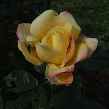 Схема вышивки «роза»