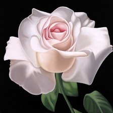 Схема вышивки «Нежная роза»