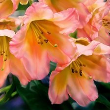 Схема вышивки «Цветы»