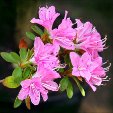 Схема вышивки «азалия»