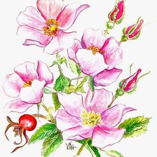 Схема вышивки «Шиповник»