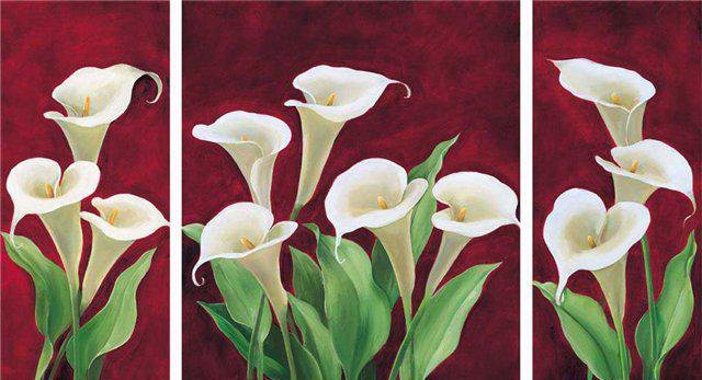 Белые калы - цветы, полиптрих, калы - оригинал