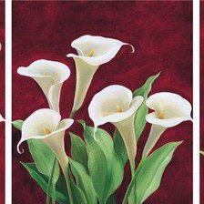 Схема вышивки «Белые калы»