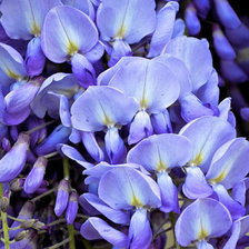 Схема вышивки «№339963»