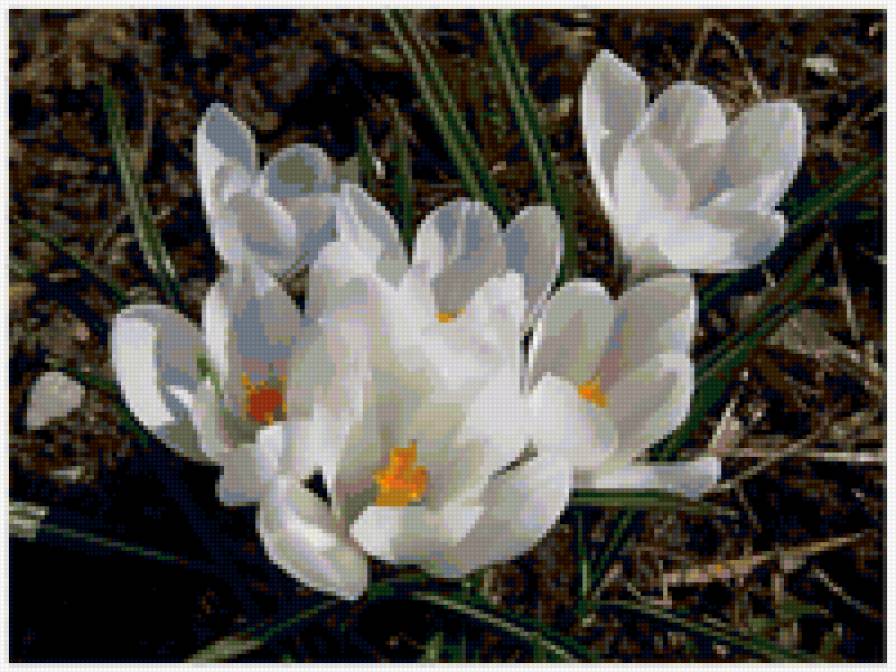 крокусы - цветы, крокусы, бутоны, весна - предпросмотр