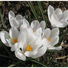 крокусы