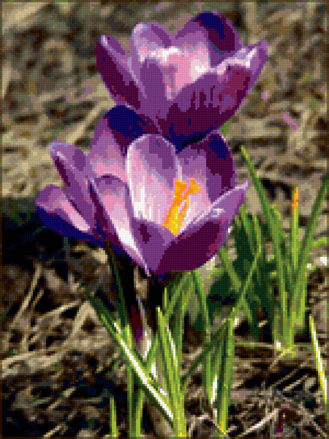 крокусы - весна, крокусы, цветы - предпросмотр