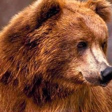 Схема вышивки «медведь13»