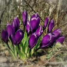 Схема вышивки «цветы»