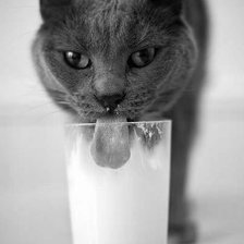 Схема вышивки «Кот и стакан»