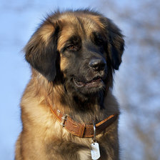 Схема вышивки «сторож»