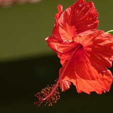 Схема вышивки «гибискус»