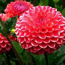 Схема вышивки «цветы»