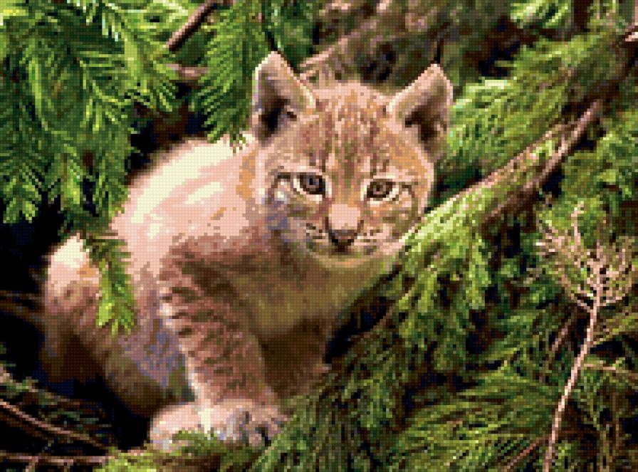 маленькая рысь - природа.животные.кошки.дикиекошки.рысь. - предпросмотр