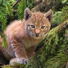 Схема вышивки «маленькая рысь»