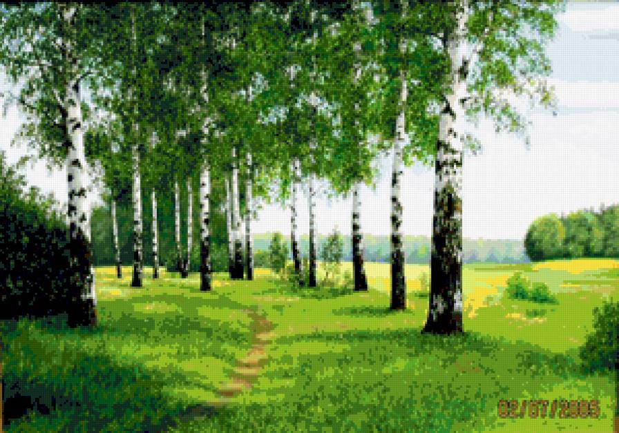 Тропинка среди берез. - пейзаж, березы, природа - предпросмотр