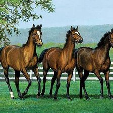 Схема вышивки «№340712»