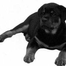 Схема вышивки «Ротвейлер»