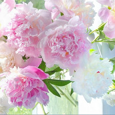 Схема вышивки «пионы»