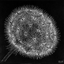 Схема вышивки «цветы»