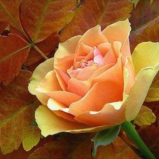 Схема вышивки «№340828»