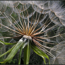 Схема вышивки «цветы»