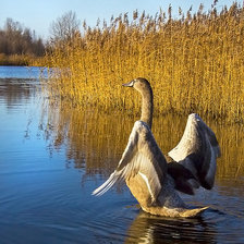 Схема вышивки «гусь»
