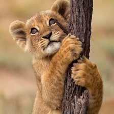 Схема вышивки «лев»