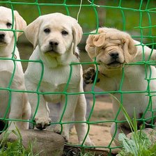 Схема вышивки «застрял»