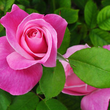 Схема вышивки «роза»